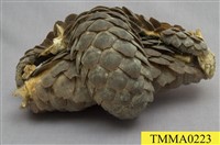 藏品(臺灣鯪鯉)的圖片